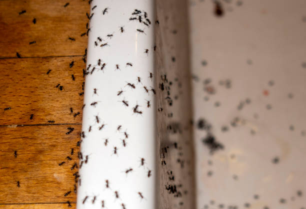 Best Rat Extermination Near Me  in Velva, ND