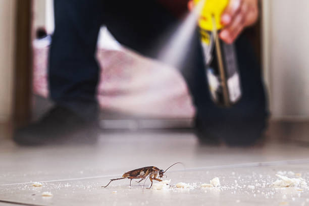 Best Affordable Pest Control Services  in Velva, ND